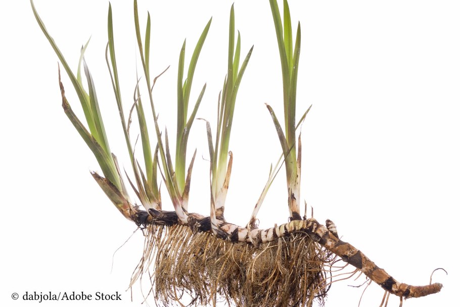 Корень аира Хабаровск