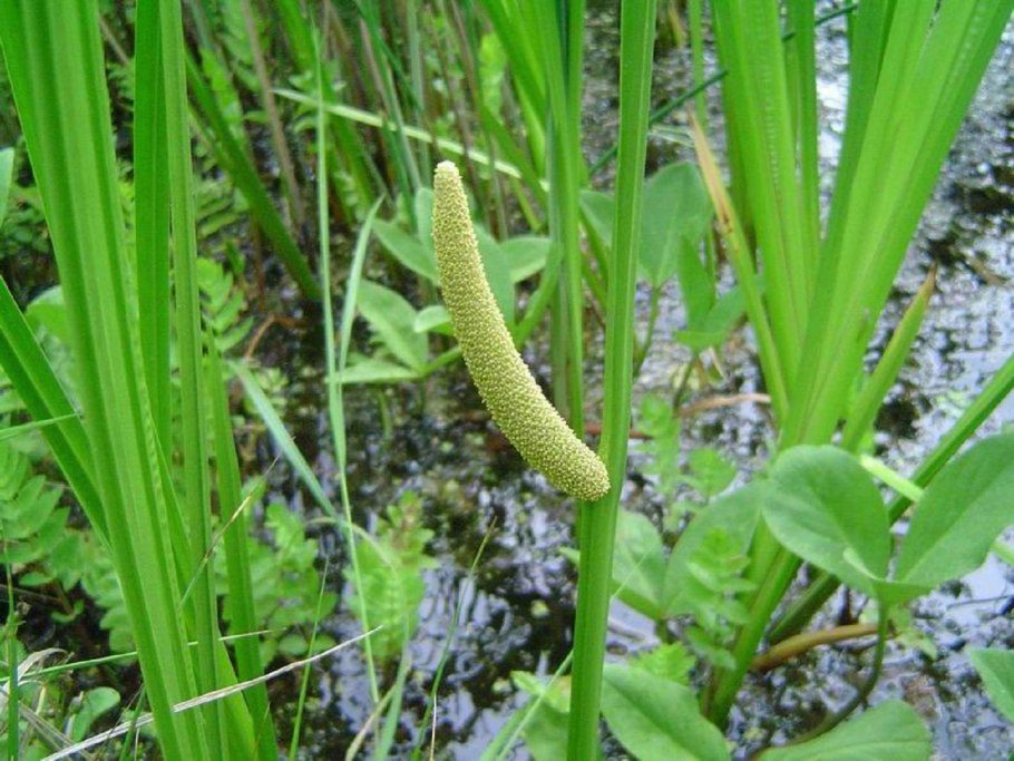 Acorus Calamus корни