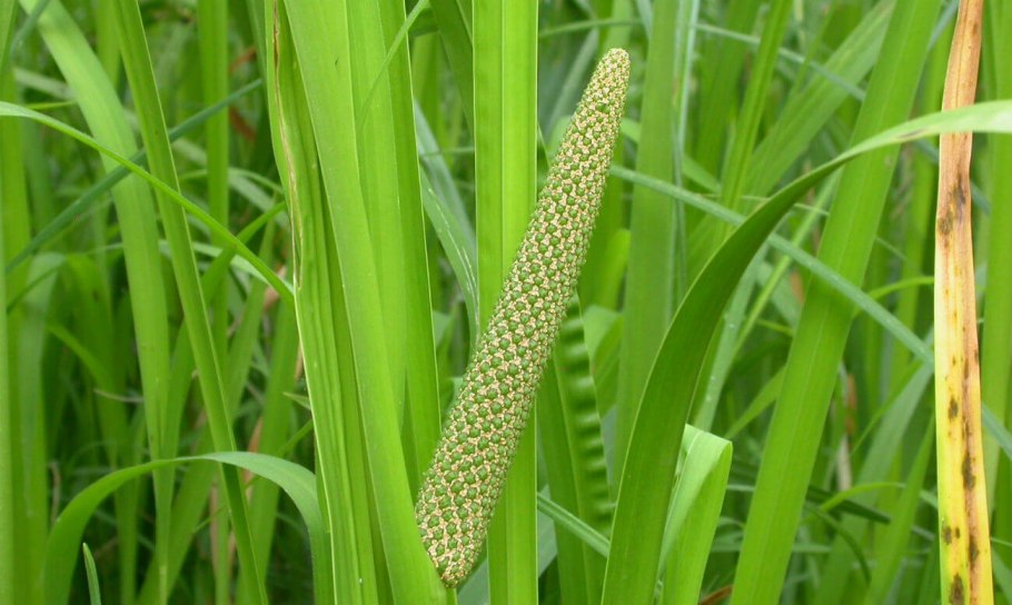 АИР болотный (Acorus Calamus)