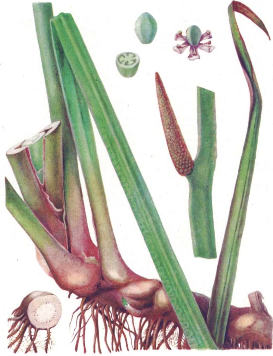 АИР болотный — Acorus Calamus l.