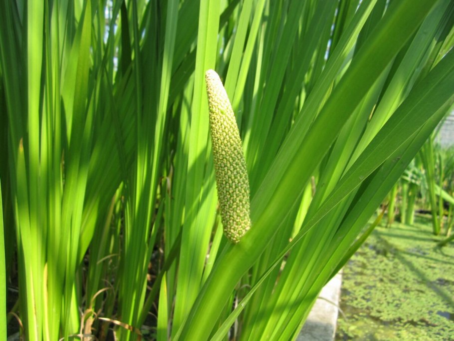 АИР болотный (Acorus Calamus)