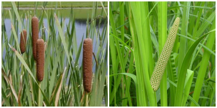 АИР болотный — Acorus Calamus l.