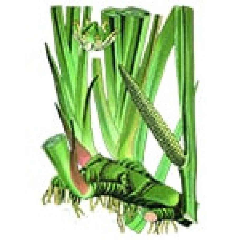 АИР болотный Фармакогнозия