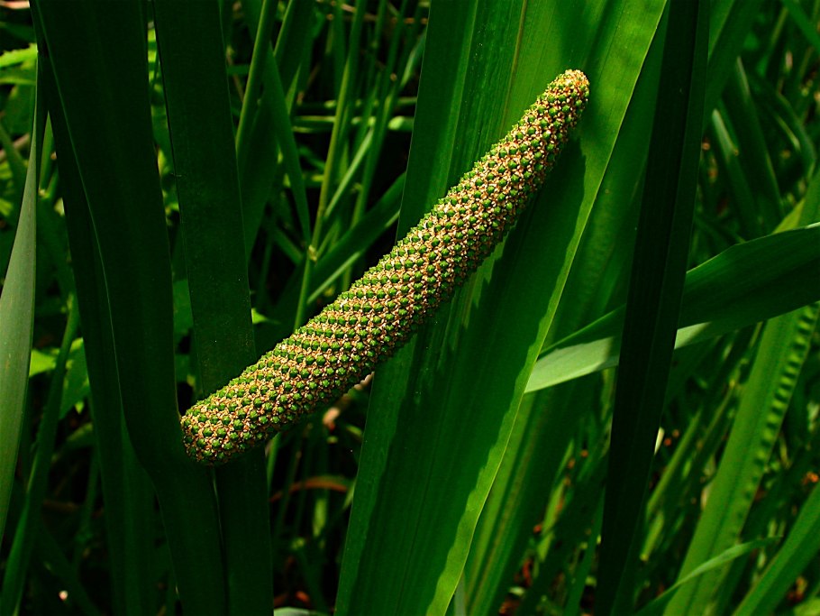АИР болотный (Acorus Calamus)