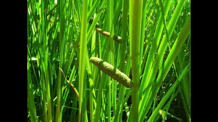 АИР болотный