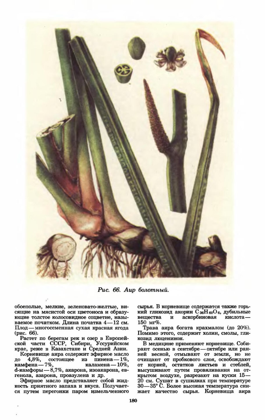 АИР обыкновенный Фармакогнозия