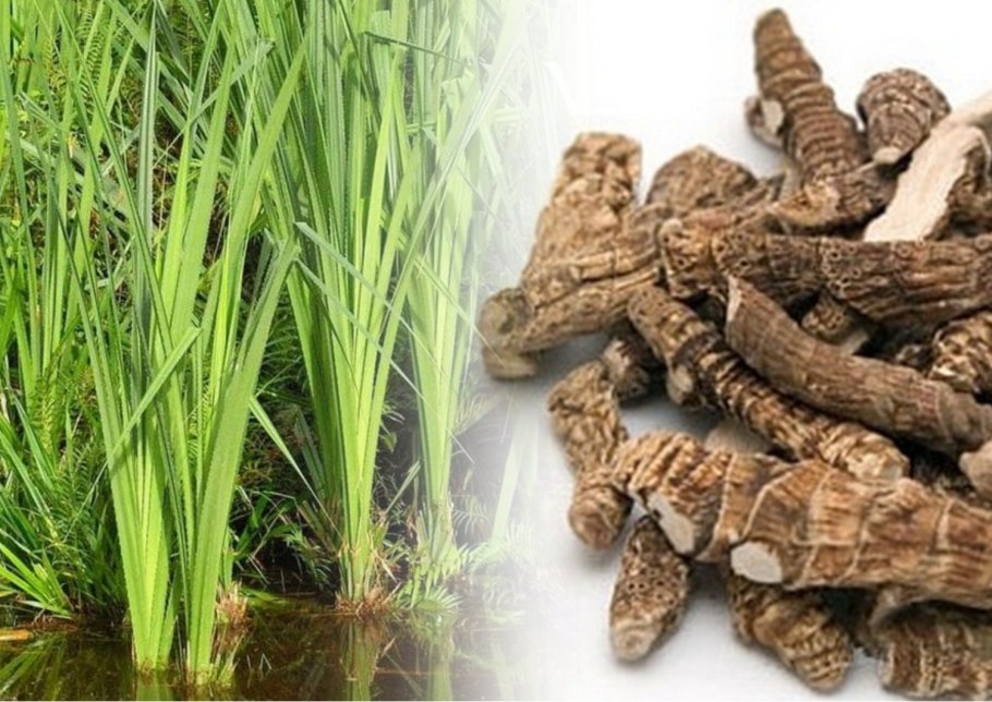 АИР обыкновенный корневища