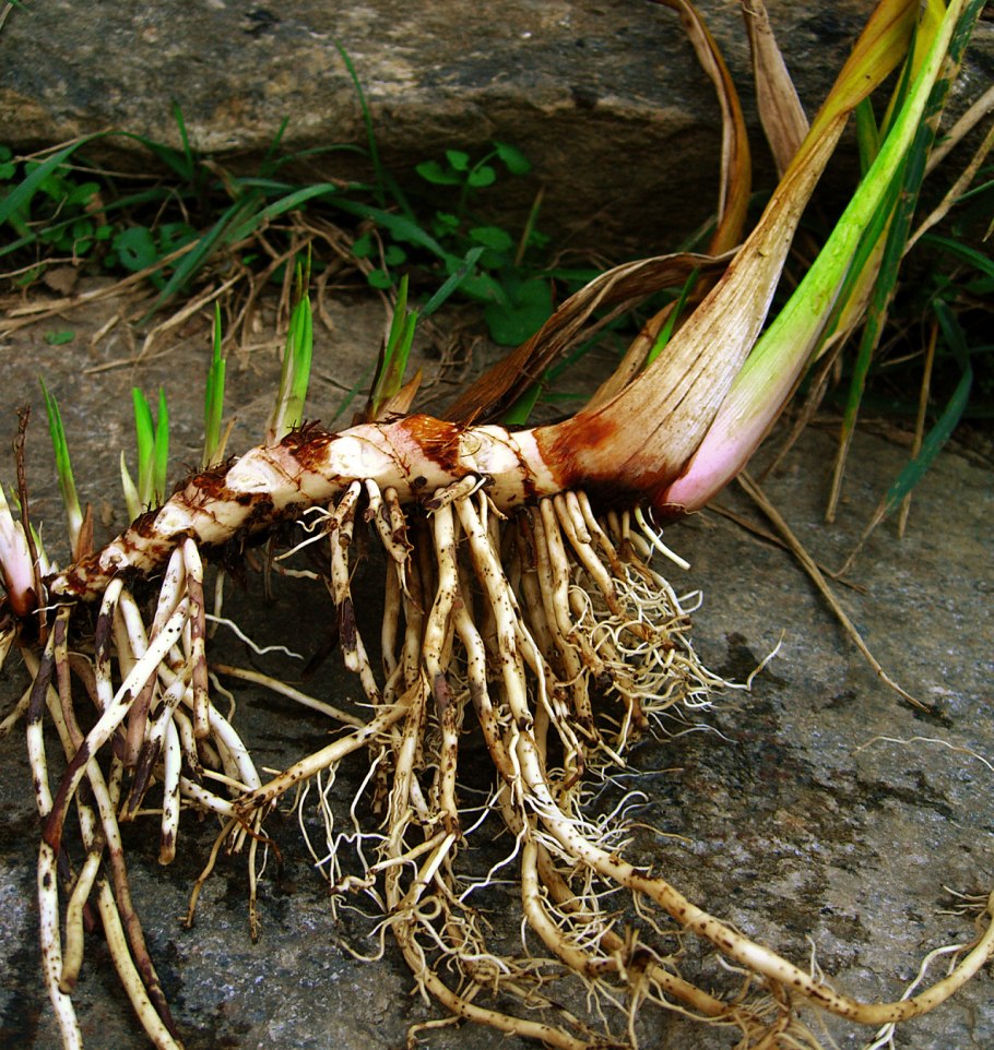 АИР корневища лечебные