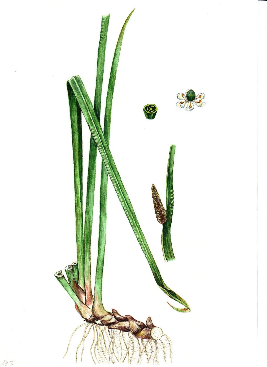 АИР болотный гербарий