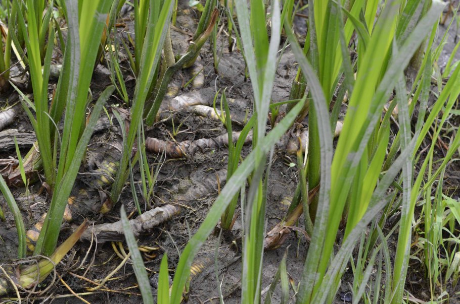 Корневище аира (Rhizoma Calami)