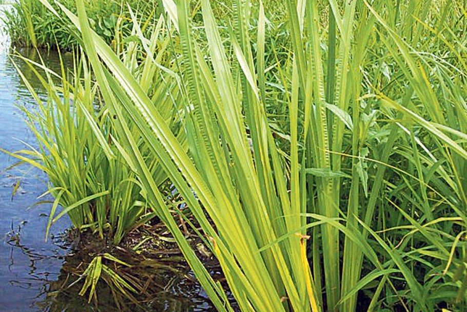 АИР трава Куйбышевский район