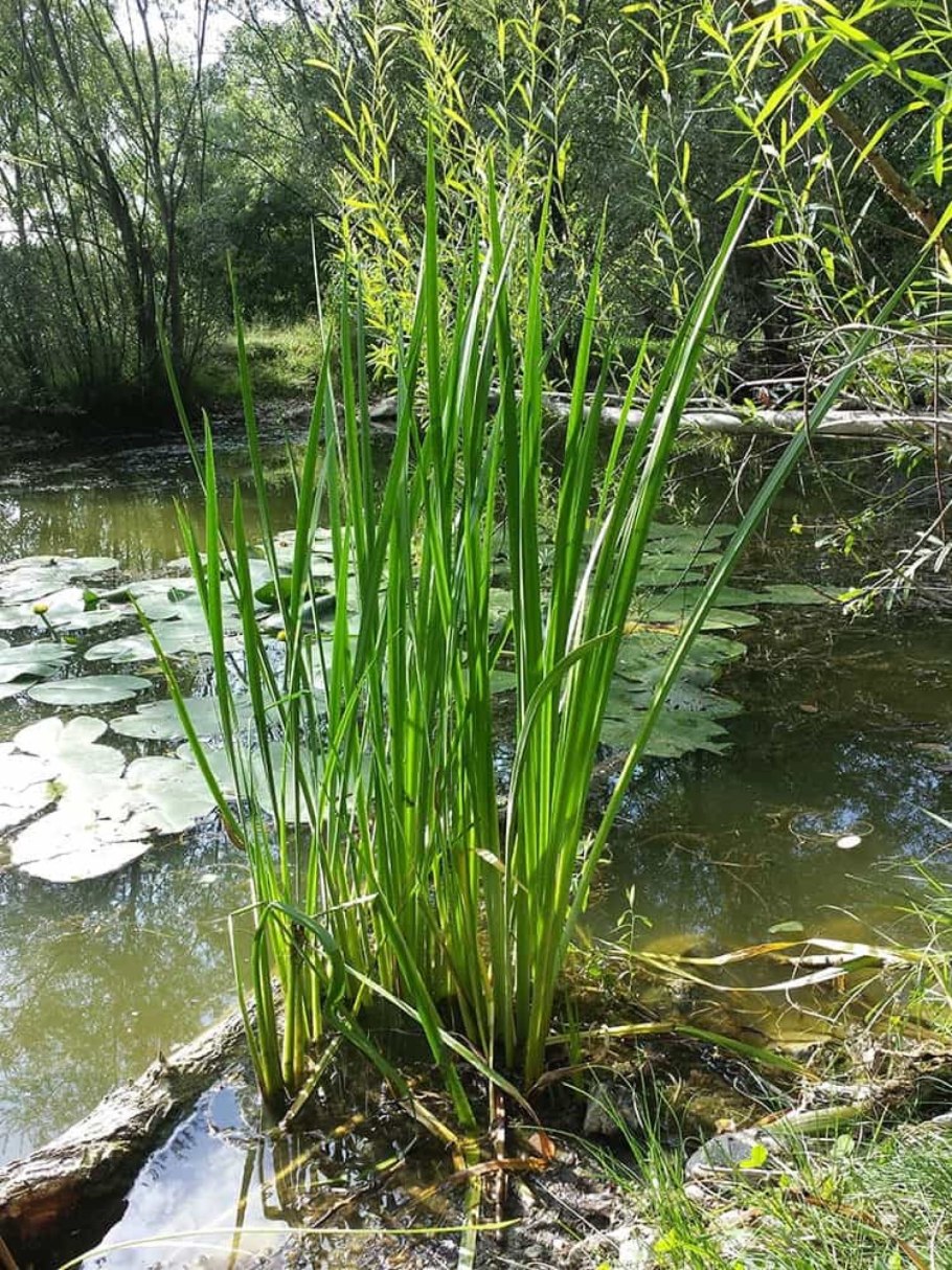 АИР болотный корневища