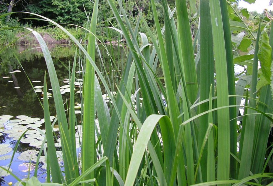 АИР болотный