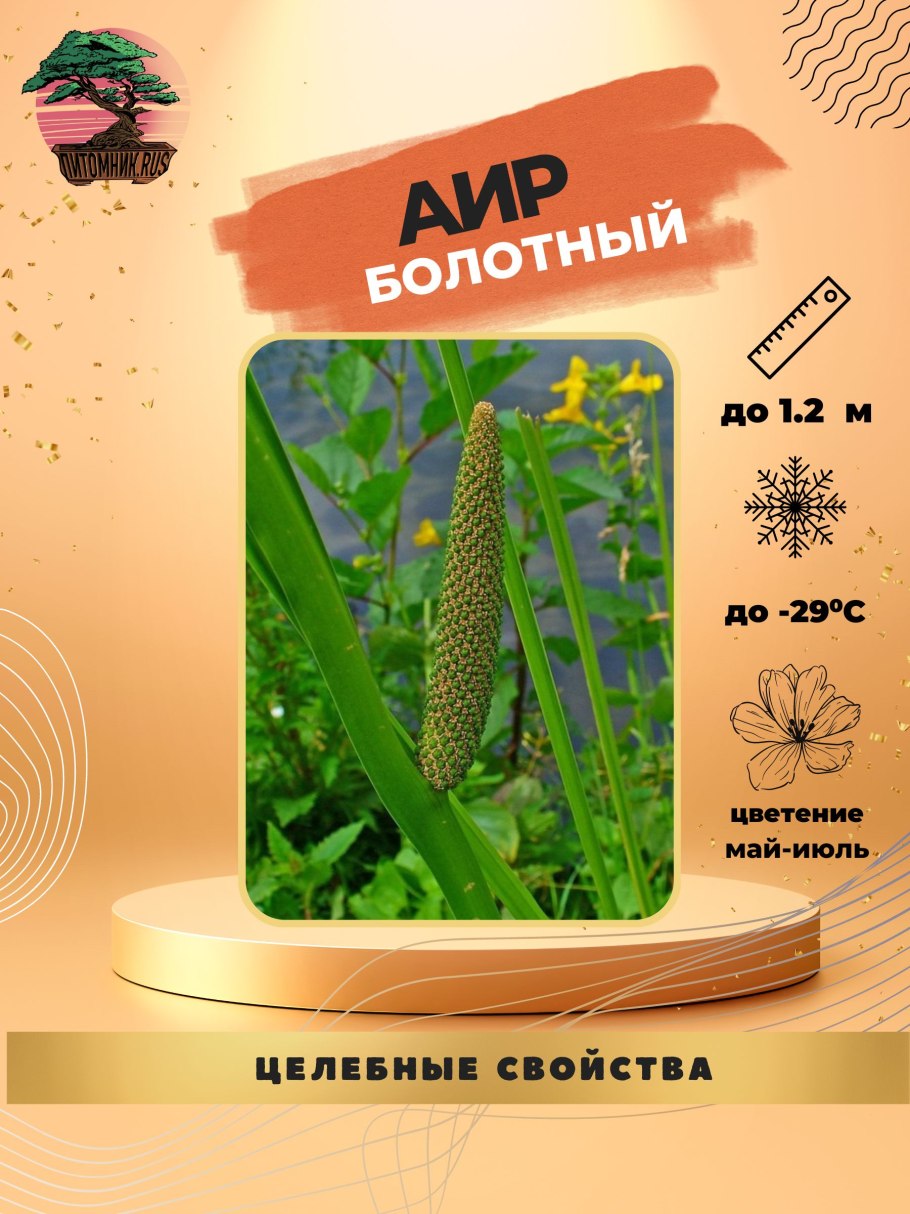 АИР болотный корневища