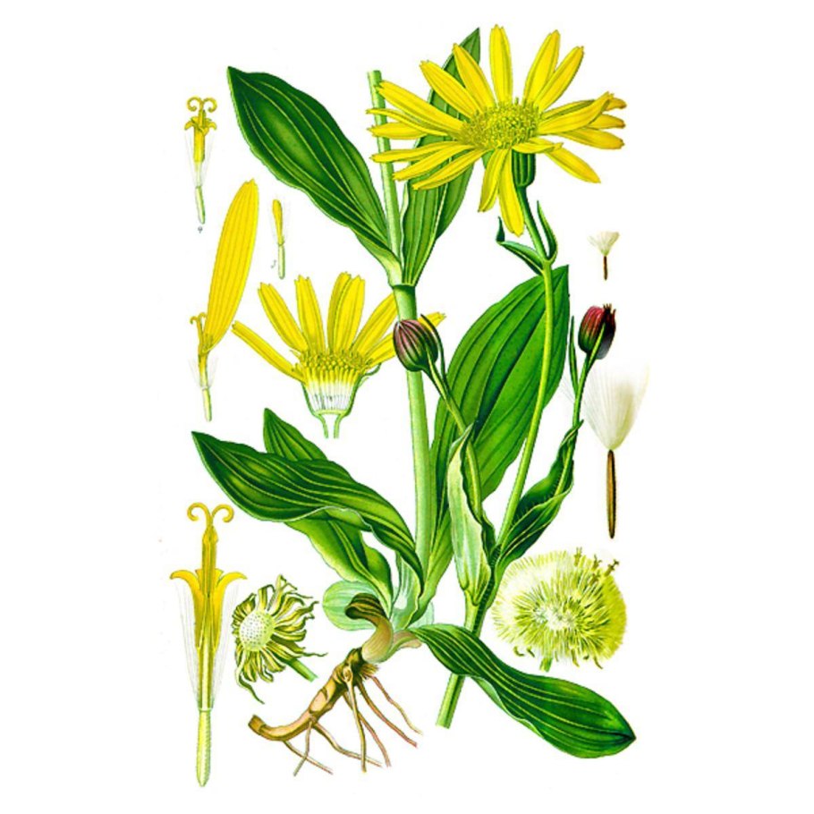 Арника Горная лекарственное растение