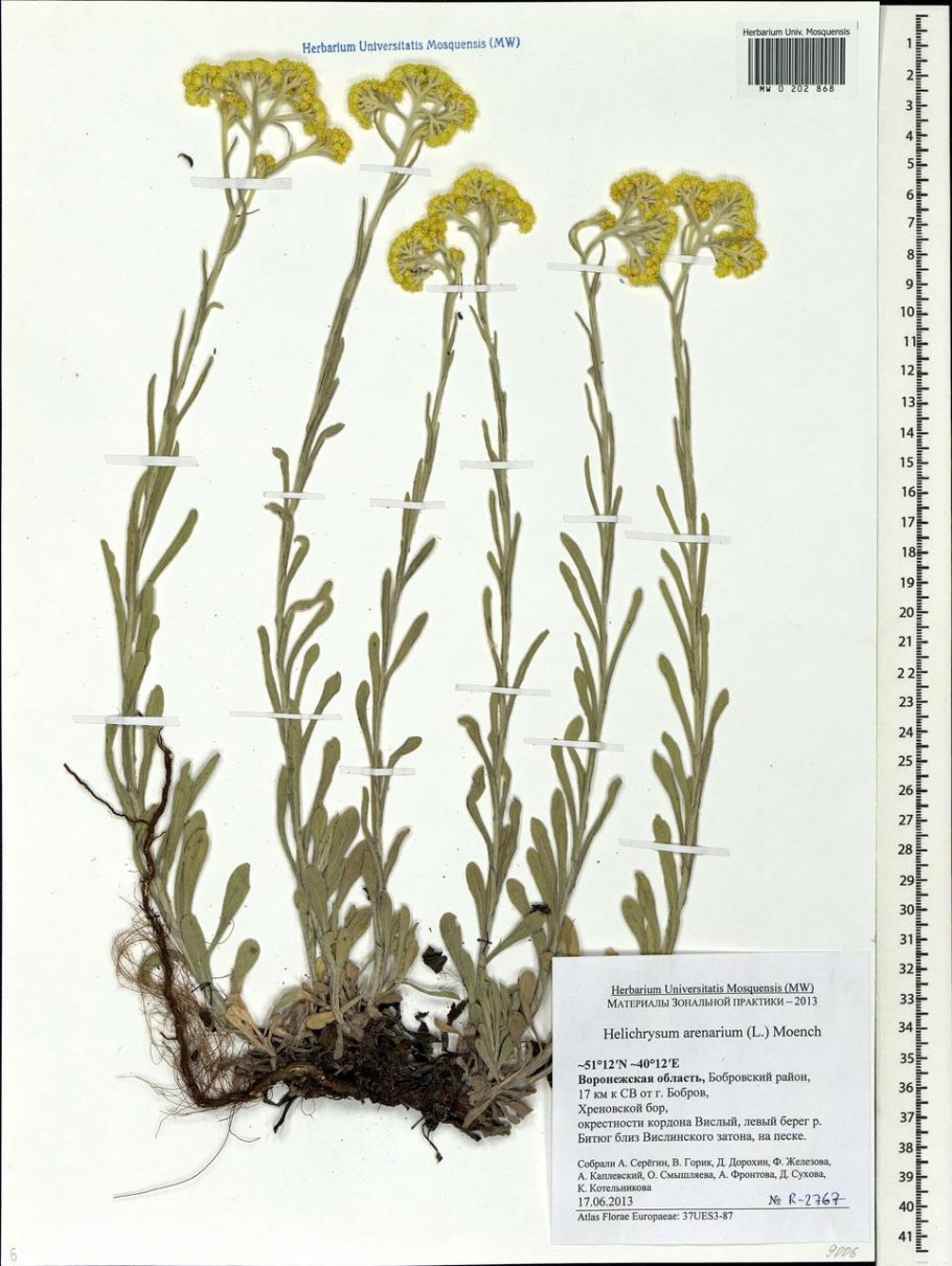 Бессмертник песчаный гербарий