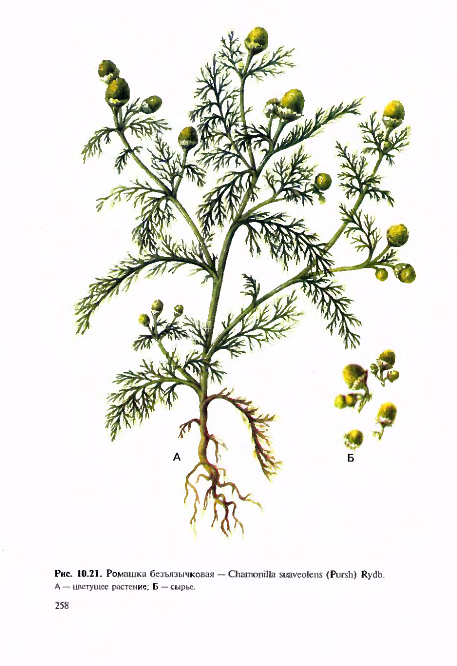 Ромашка пахучая ГФ