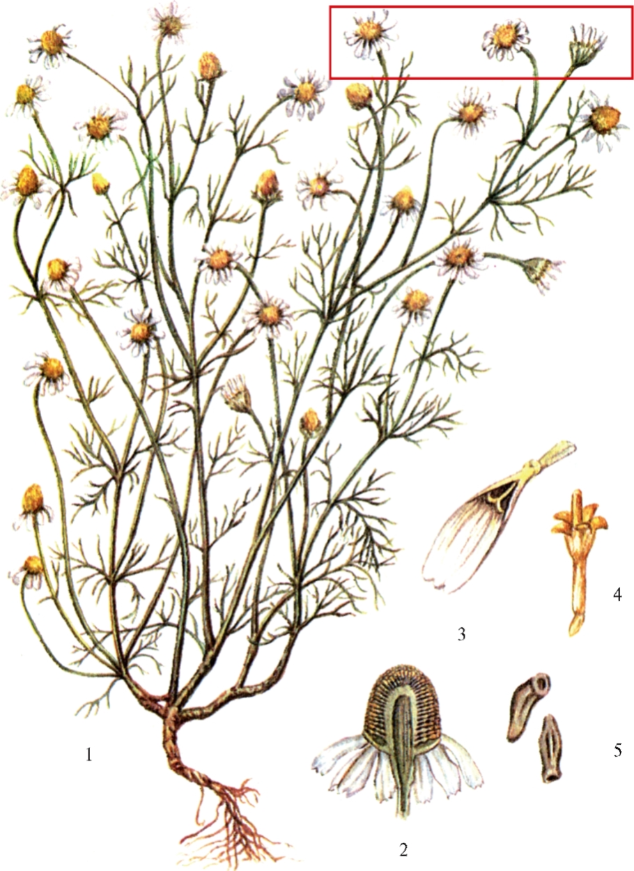 Ромашка аптечная – Chamomilla recutita