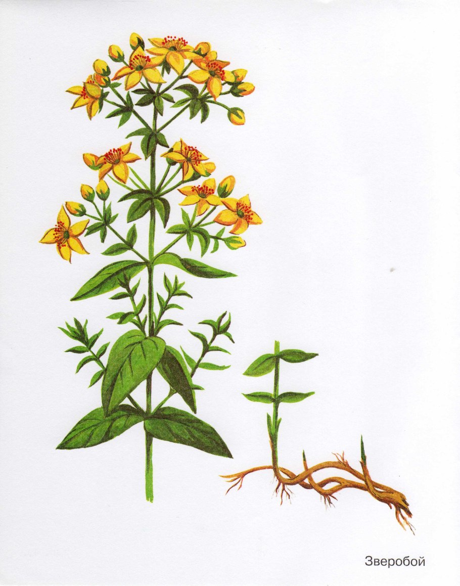 Цветок зверобоя продырявленного