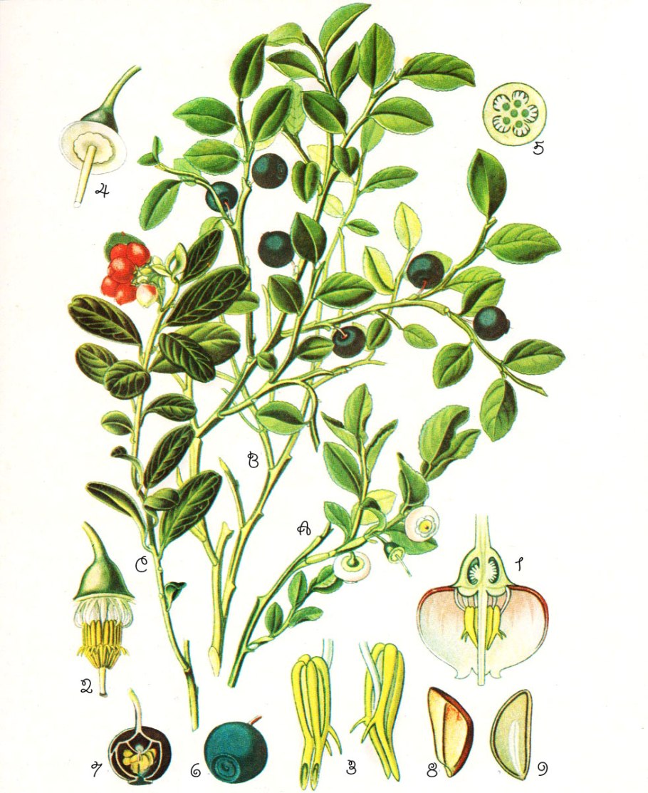 Черника обыкновенная ГФ