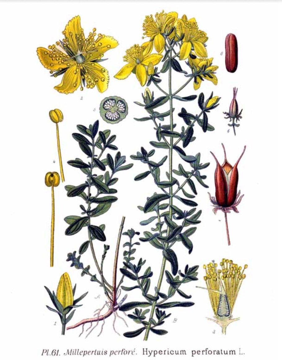 Зверобой (Hypéricum perforátum)