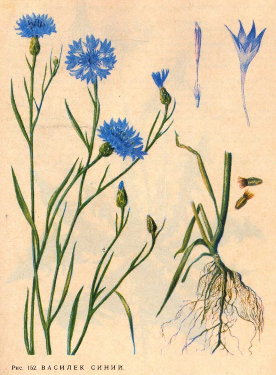 Василек синий цветки ГФ