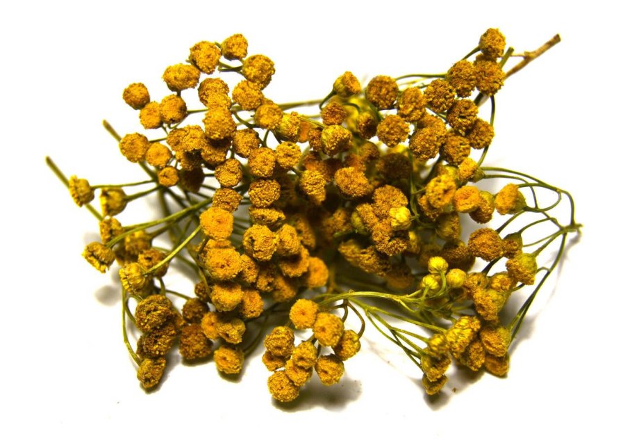 Пижма обыкновенная ЛРС