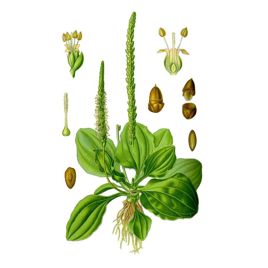 Plantago Major