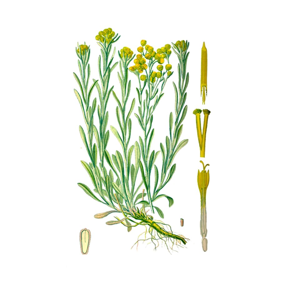 Helichrysum arenarium – бессмертник песчаный