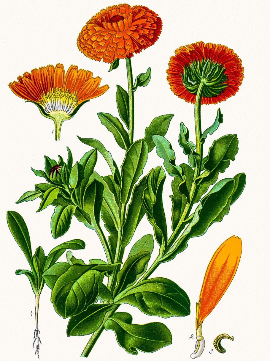 Цветки календулы ГФ