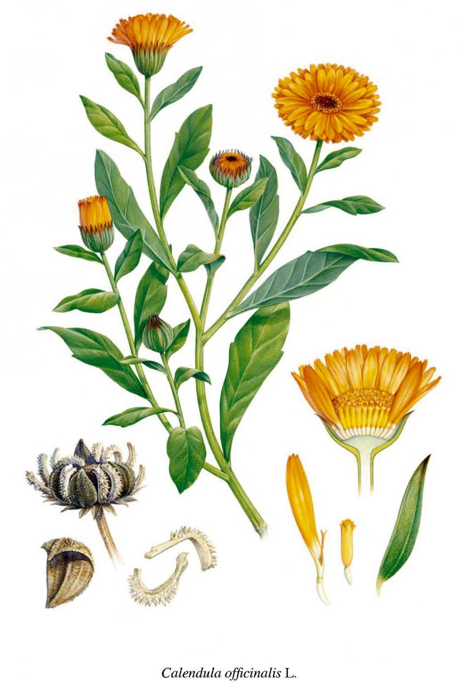 Календула ноготки Фармакогнозия
