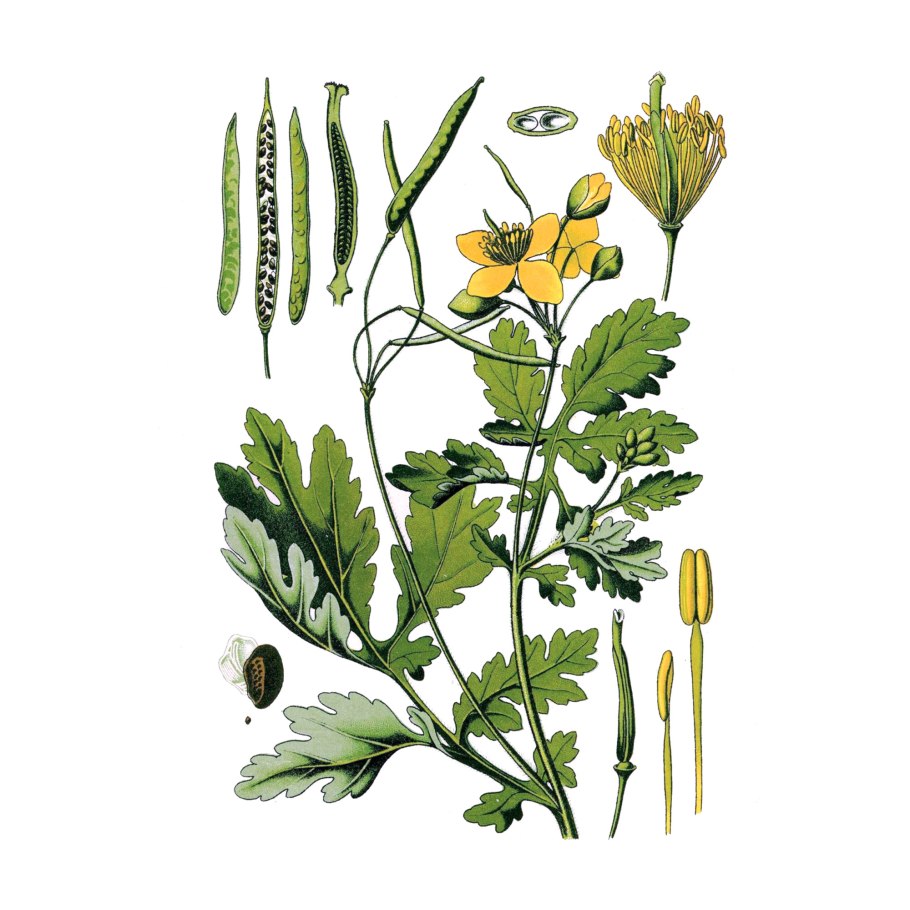 Чистотел большой трава 50г