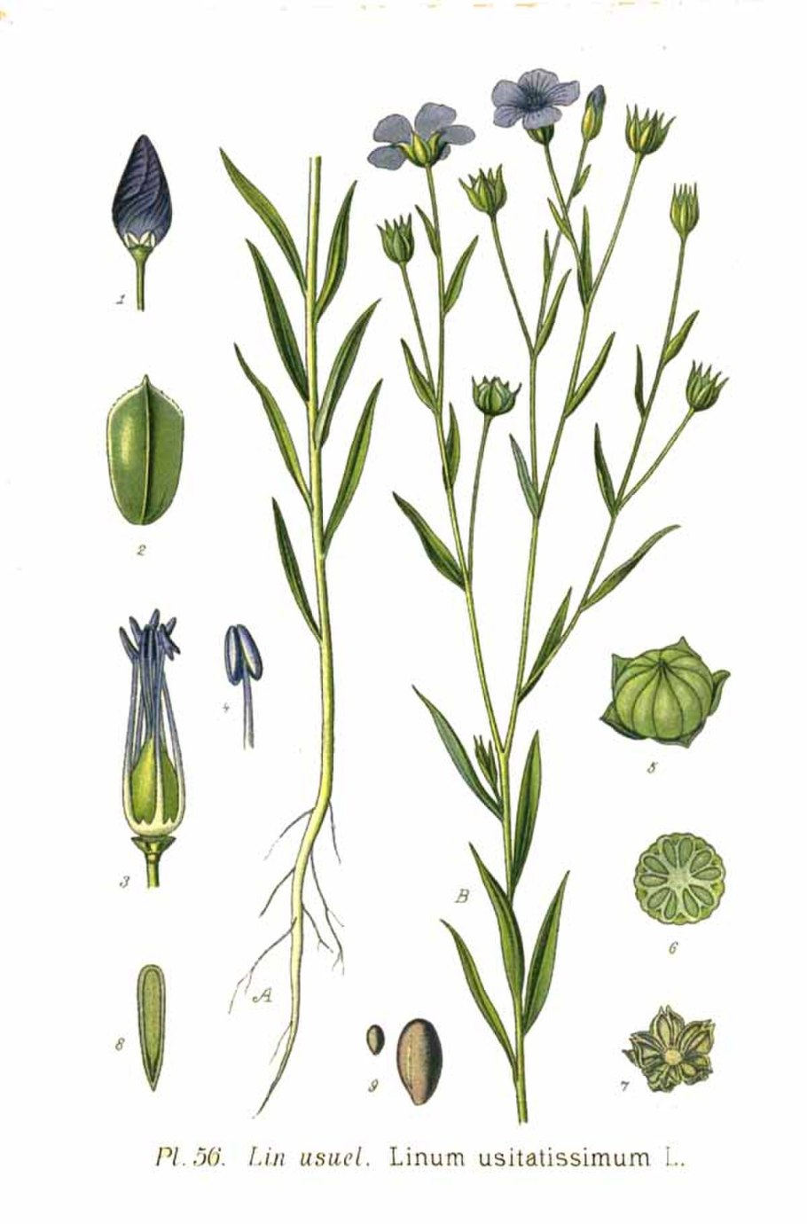 Лен обыкновенный Фармакогнозия