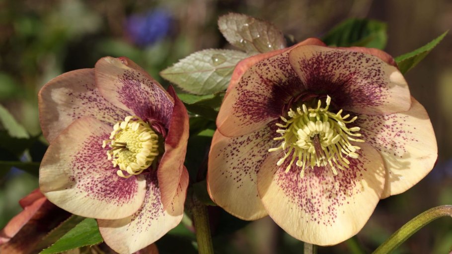 Морозник Атрорубенс