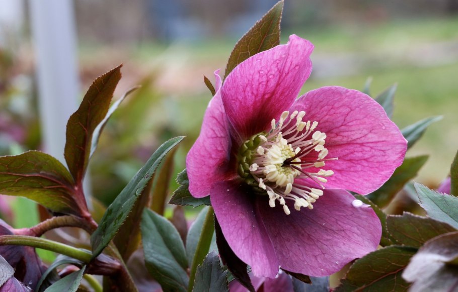 Геллеборус цветок