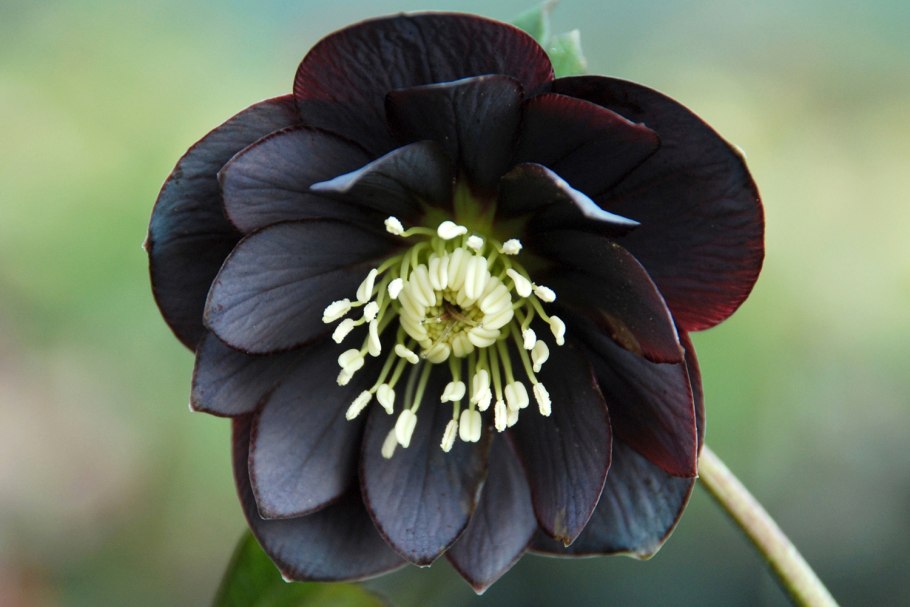 Геллеборус (Helleborus) семена