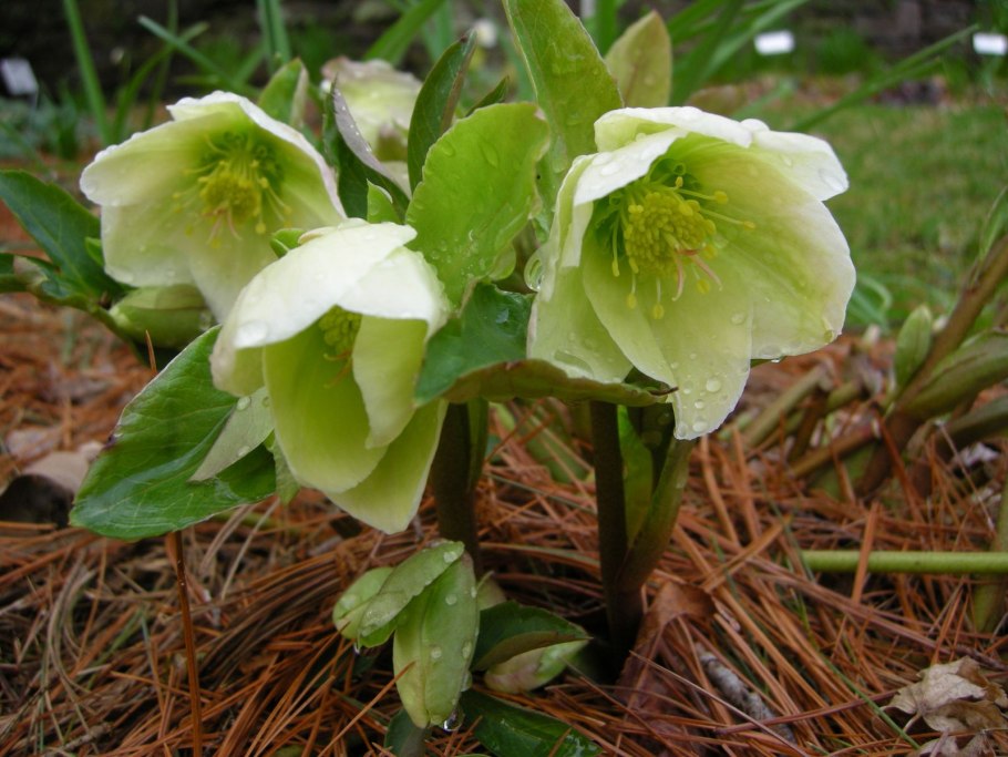 Морозник Helleborus