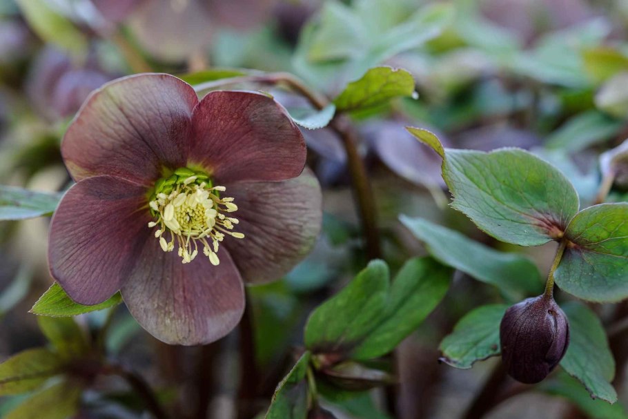 Helleborus orientalis