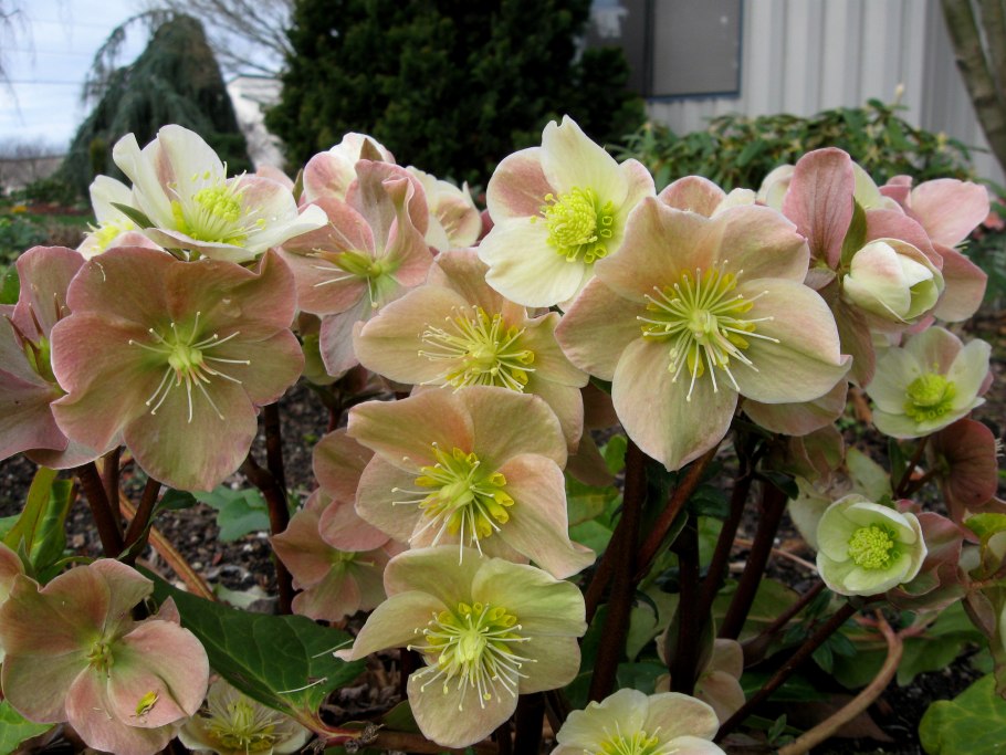 Морозник кавказский (Helleborus caucasicus)