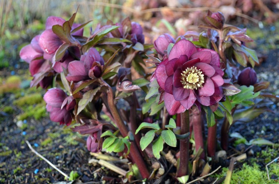 Морозник геллеборус