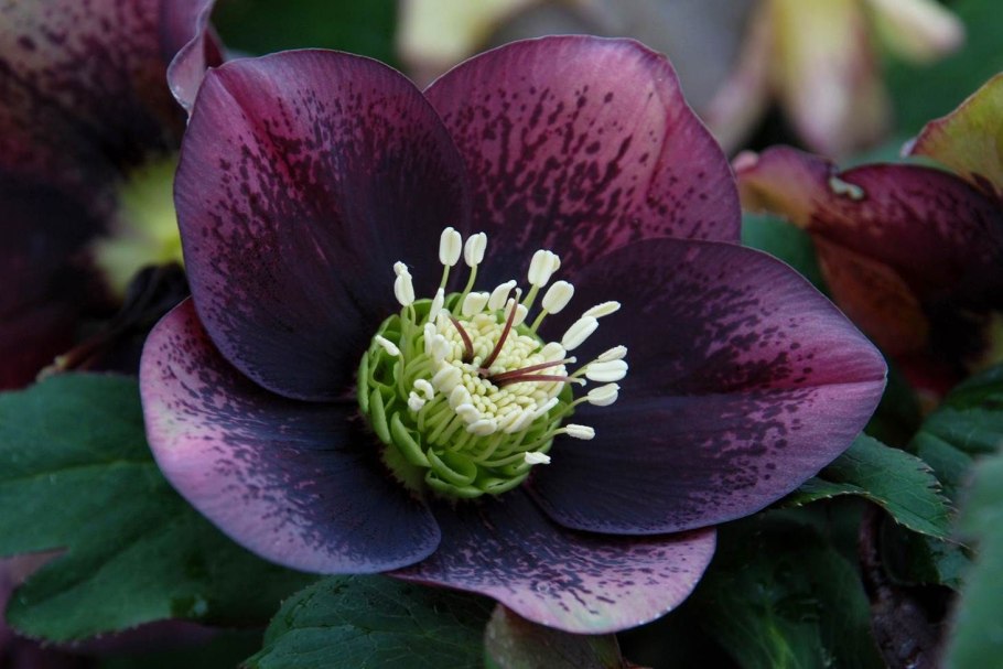 Геллеборус морозник Рождественская роза