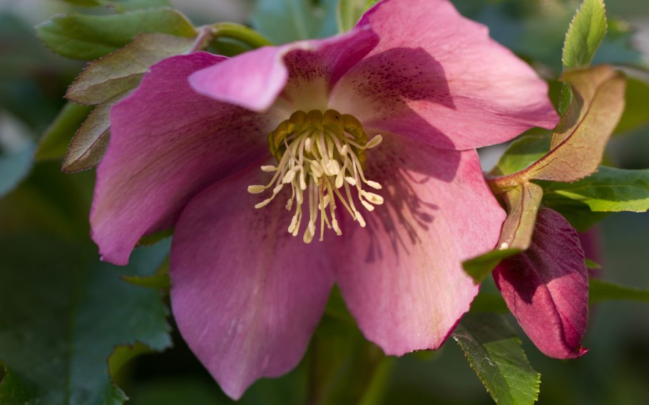 Морозник orientalis