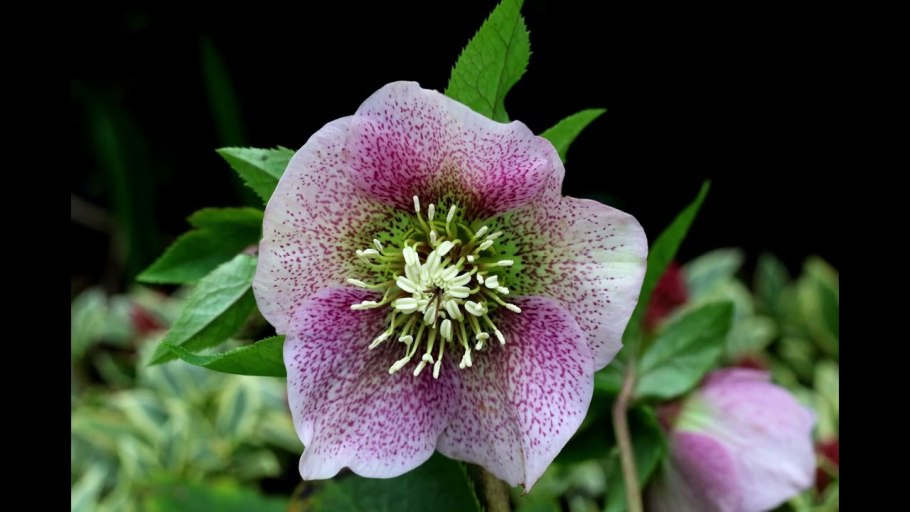 Морозник геллеборус