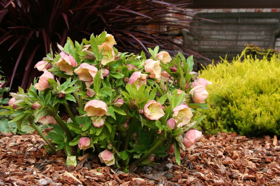 Морозник лепесток