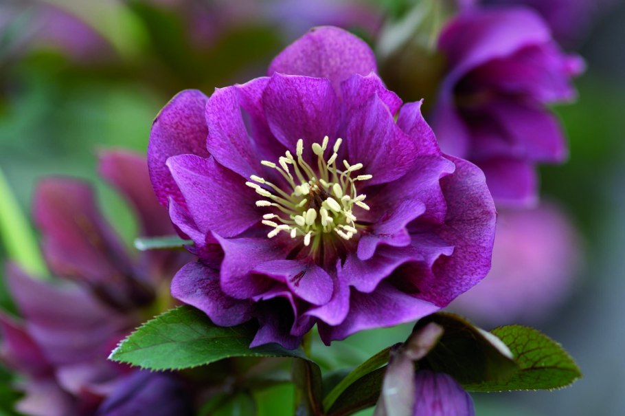 Морозник анемона Блэк