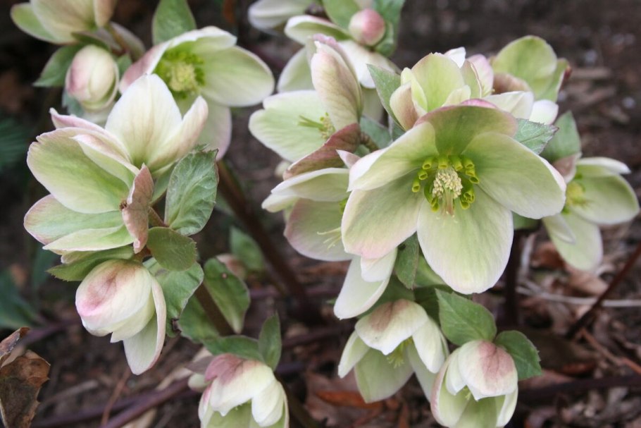 Helleborus orientalis