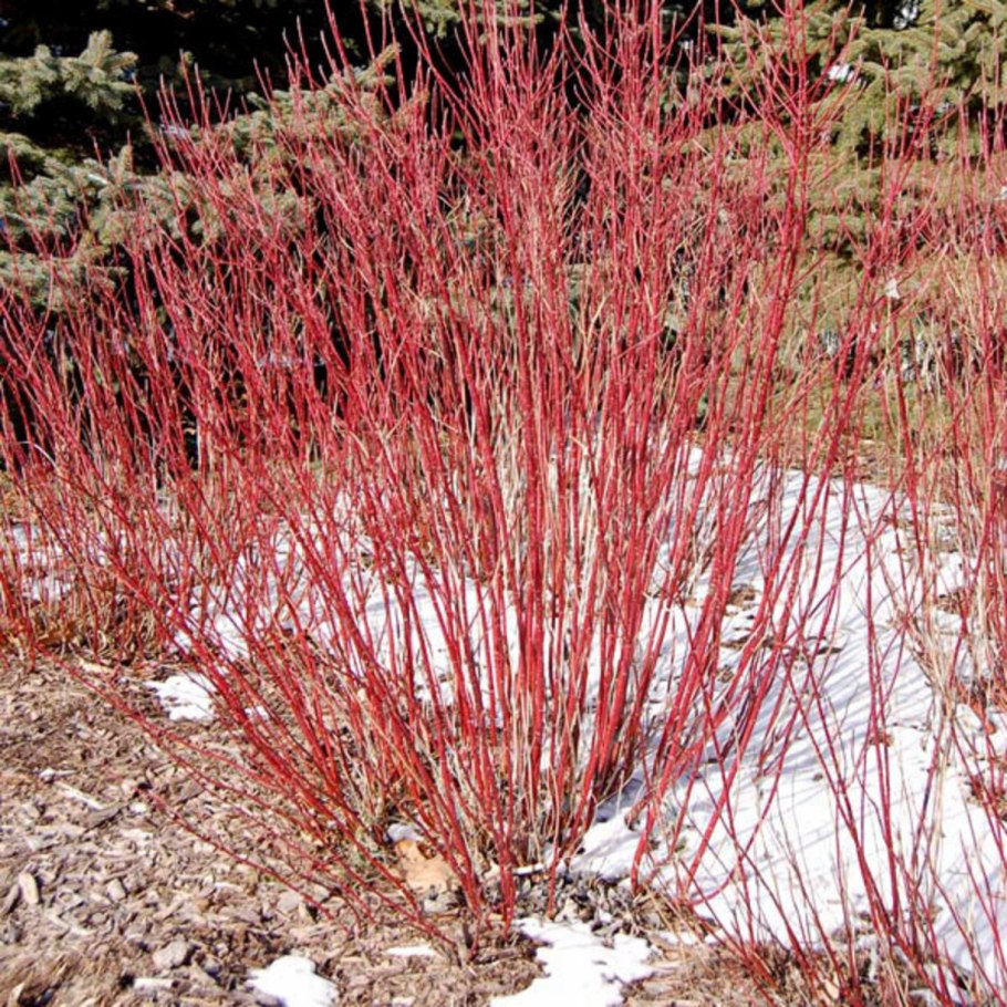 Cornus sericea Cardinal