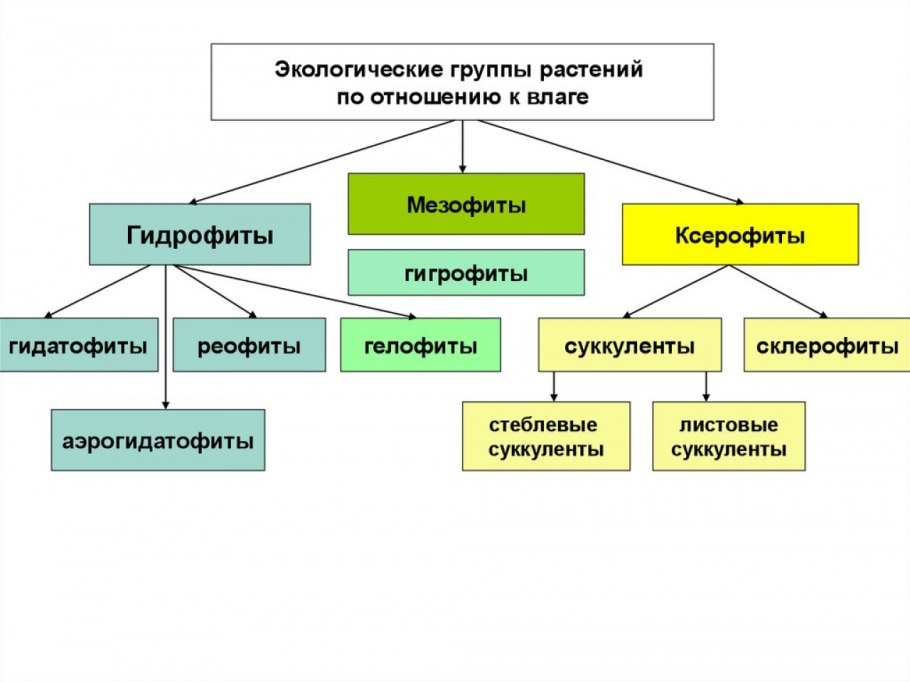 Экологические группы по отношению к влажности