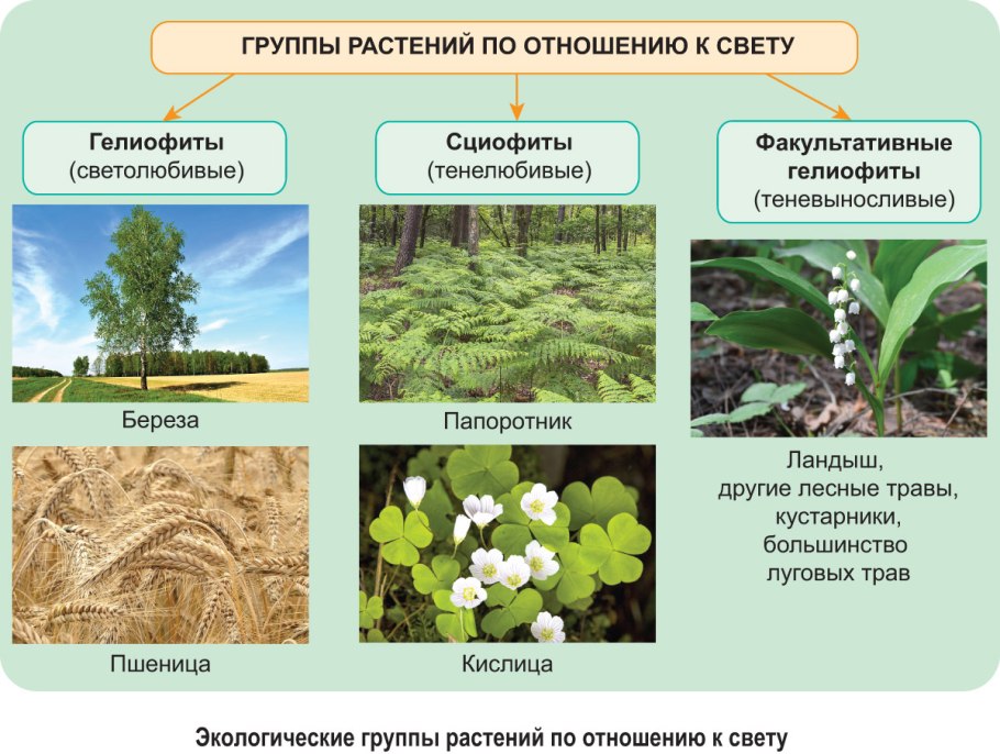 Сциофиты тенелюбивые растения