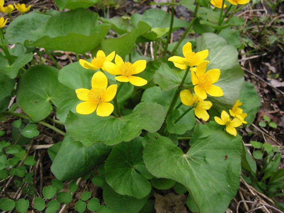 Калужница Болотная - Cltha Palstris